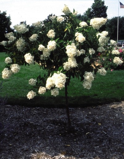 hydrangea paniculata grandiflora tree