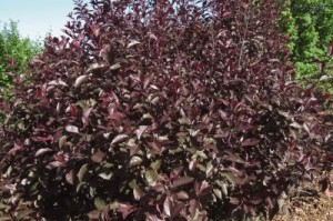 | Prunus Cistena Sand Cherry