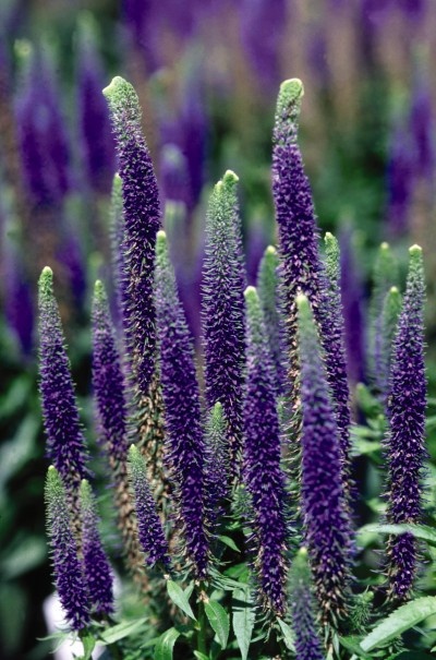 thumbnail image 2 of 100 Purple Veronica Seeds, Speedwell Royal Candle, Perennial Flower, Toadstool Seeds 2 of 5